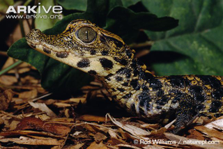 Illustration for article titled Sunday Crocodilian - Osteolaemus tetraspis Edition